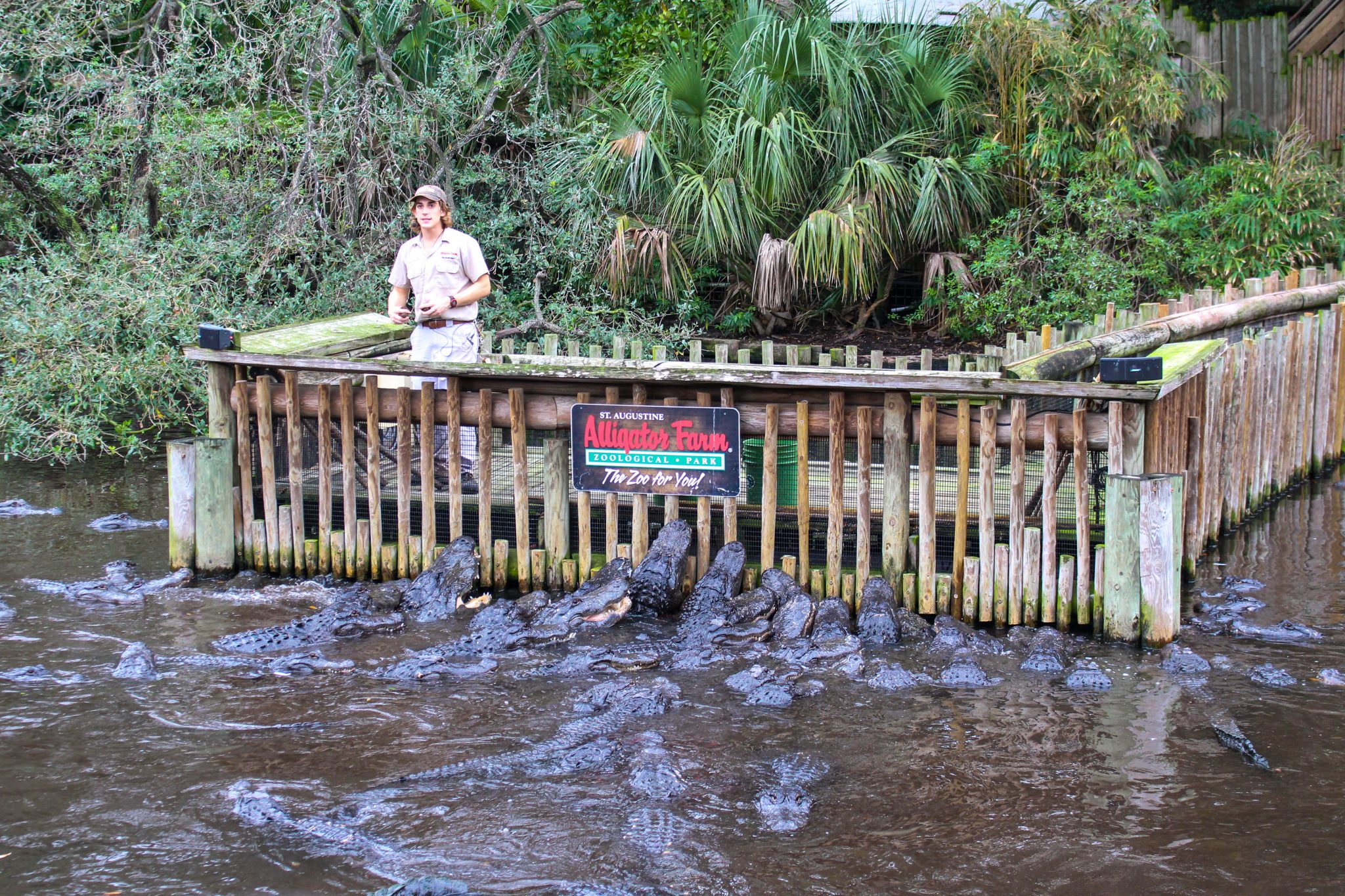 St. Augustine Alligator Farm Zoological Park - Date Your State